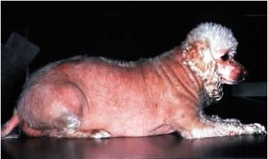 cushing-dog-4