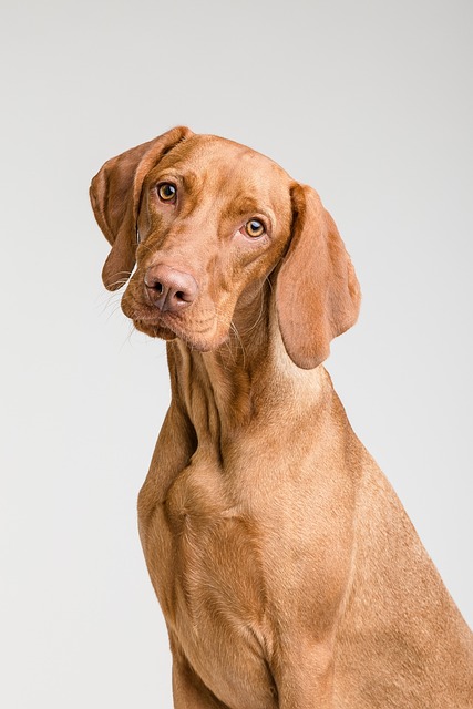 dog-5